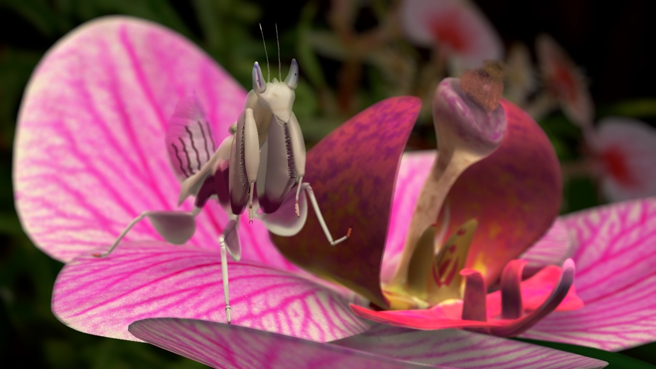 blender internal mantis