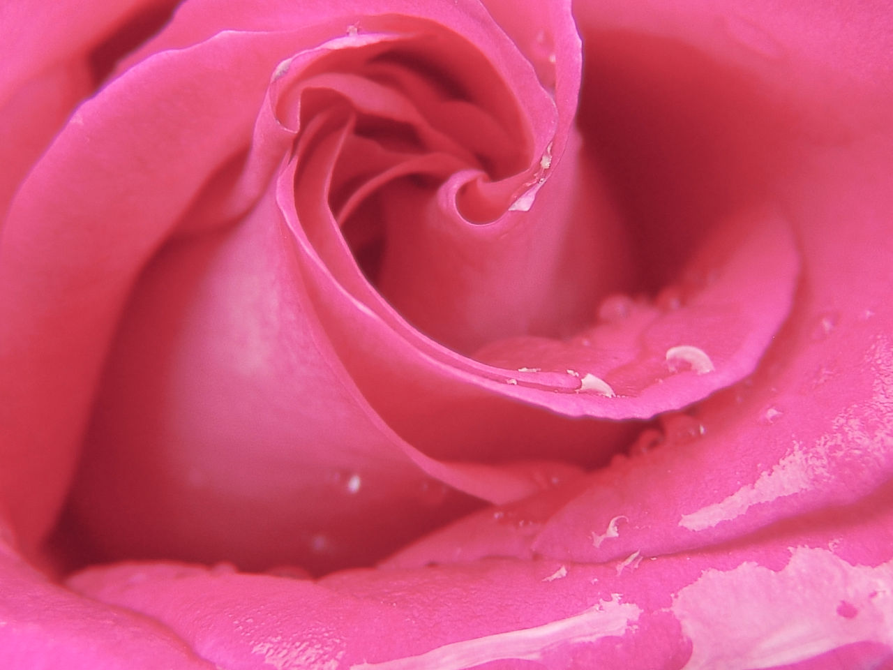 rose rose